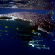 Whale shark.